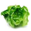 Butter Lettuce-Head
