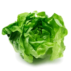 Butter Lettuce-Head
