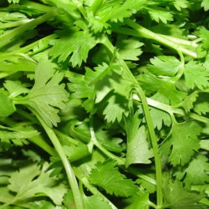 Coriander per Bunch