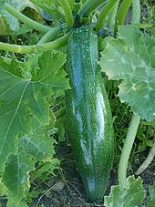 Baby marrow 350g
