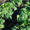 Baby/English Spinach 150g