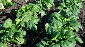 Baby/English Spinach 150g