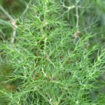 Fennel bulb