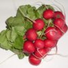 Radish- bunch