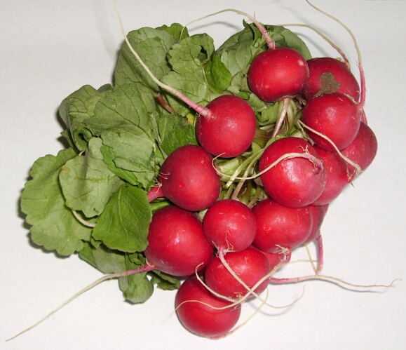 Radish- bunch