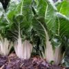 Swiss chard bunch/ packs