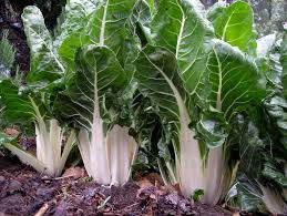 Swiss chard bunch/ packs