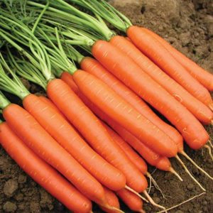 Carrots bunch