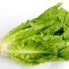 Cos Lettuce head