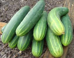 Mediterranean Cucumbers-12cm-limited