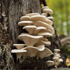 Oyster Grey mushrooms 200g