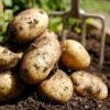 Potatoes 1kg-Limited not guaranteed