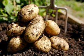 Potatoes 1kg-Limited not guaranteed
