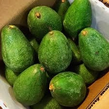 Avocado x 1