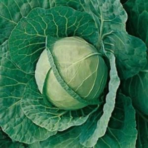 Green cabbage head