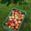 Apples 1kg organically grown