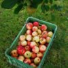 Apples 500g organically grown