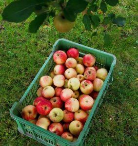 Apples 1kg organically grown