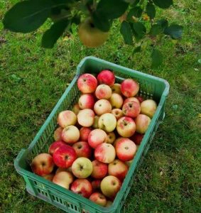 Apples 500g organically grown