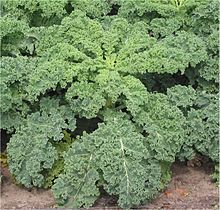 Curly kale bunch