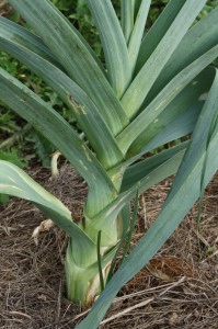 Leeks bunch