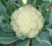 Cauliflower-300g limited