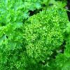 Moss Curl Parsley bunch