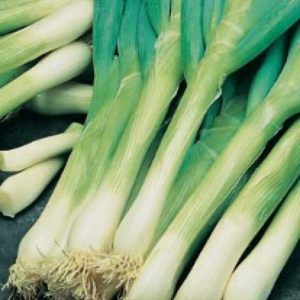 Spring Onion white