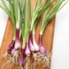 Red spring onion bunch