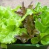 Salad pack 150g