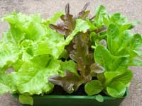 Salad pack 150g
