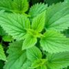 Stinging Nettle-50g