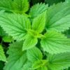 Stinging Nettle-50g