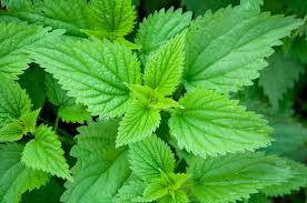 Stinging Nettle-50g