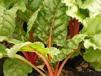 Bright Lights  280g pack/bunch