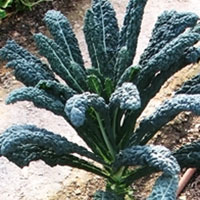 Kale - tuscan 135g Limited